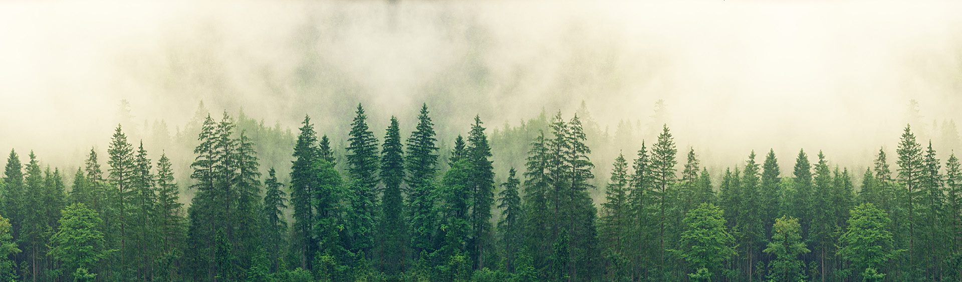 Skog